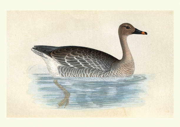 Bean goose, Birds, Wildlife art print Vintage illustration of a Bean goose anser fabalis stock illustrations