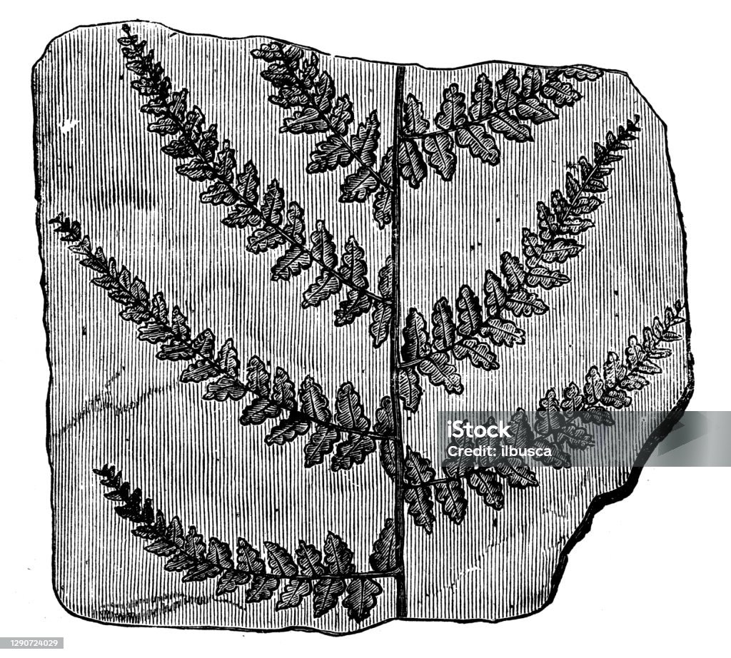 골동품 일러스트 화석 고사리 석화목에 대한 스톡 벡터 아트 및 기타 이미지 - 석화목, 식물, 화석 - Istock