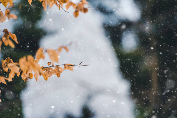 Orange autumn leaves on a winter day against dark forest