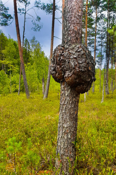 Unique huge giant chaga mushroom on a pine tree stock photo