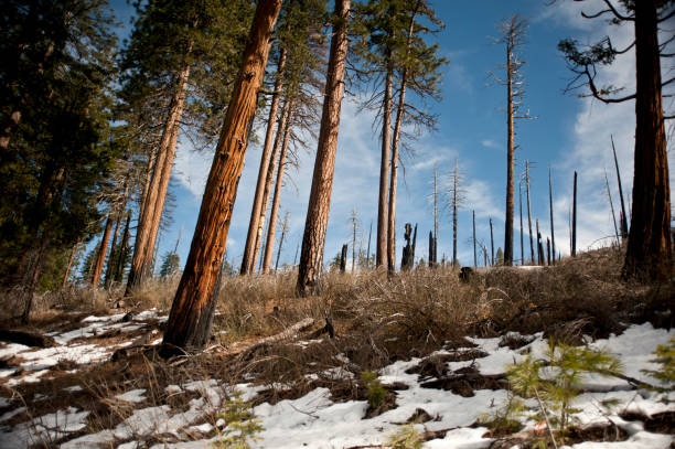 Winter woods in Yosemite stock photo