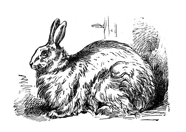 30+ Angora Rabbit Stock Illustrations, Royalty-Free Vector Graphics ...
