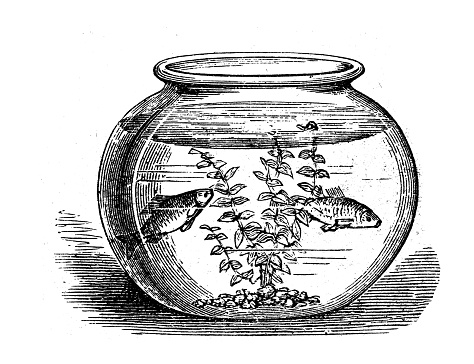 Antique illustration: Goldfish bowl