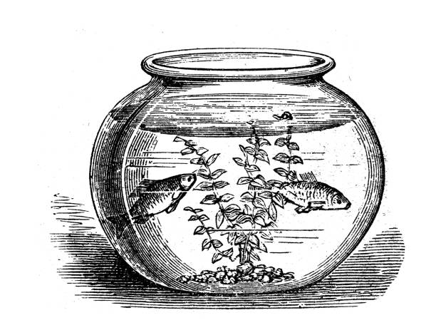 Antique illustration: Goldfish bowl Antique illustration: Goldfish bowl goldfish bowl stock illustrations
