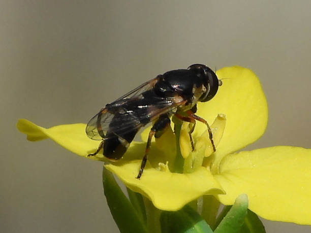 istock Syritte piaulante --- thick-legged Syrph (Syritta pipiens) 1290731353