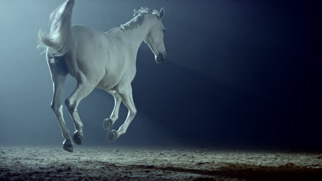 SLO MO DS Galloping white horse in arena at night