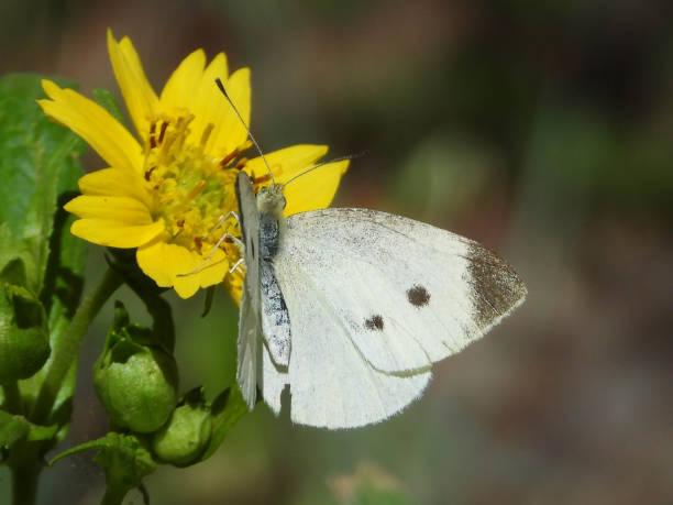 istock Piedride of the rave (Pieris rapae) 1290733703