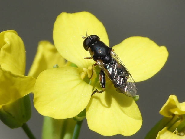 istock Syritte piaulante --- thick-legged Syrph (Syritta pipiens) 1290733825
