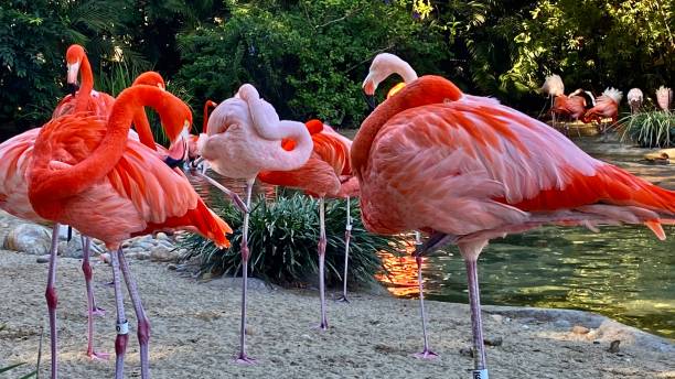 jeden ekstrawagancja różowych flamingów - flamingo hilton zdjęcia i obrazy z banku zdjęć
