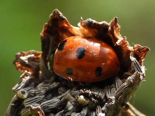 Coccinella septempunctata on unidentified plant