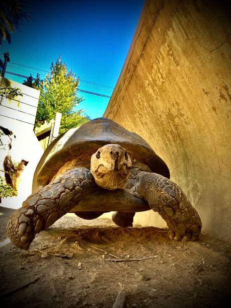 galápagos tartaruga gigante - indochina wild animals cats travel locations foto e immagini stock