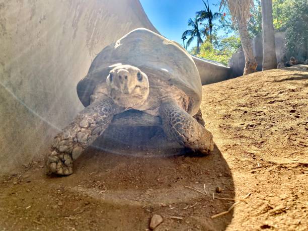 galápagos tartaruga gigante - indochina wild animals cats travel locations foto e immagini stock