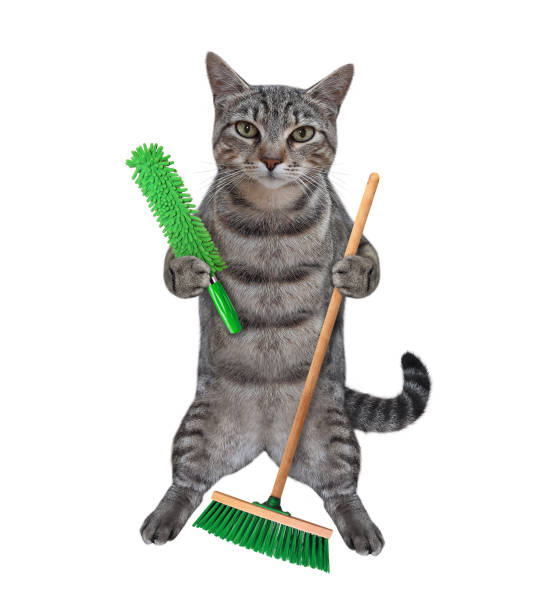 istock Cat gray with dust brush and broom 1290734730
