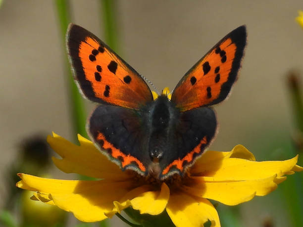 common copper --- bronzé (lycaena phlaeas) - small copper butterfly imagens e fotografias de stock