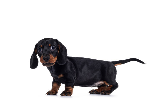 istock Dachshund teckel dog pup on white 1290734881