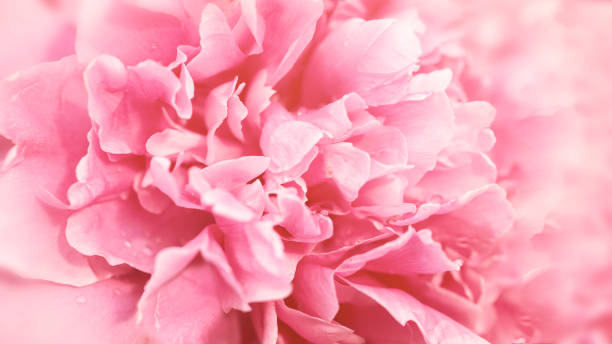 istock Tender pink closeup peony long banner 1290735758