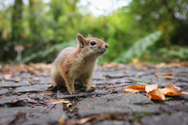 istock Squirrel posing in forest during autumn season 1290736424