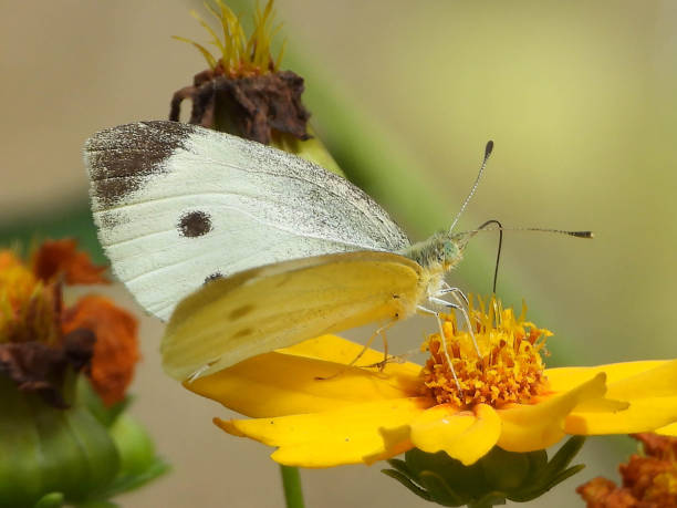 istock Piedride of the rave (Pieris rapae) 1290736439