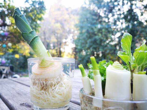 regrowing cebolinha verde, salada e alho-poró de sucatas em potes cheios de água - leek food nature vegetable - fotografias e filmes do acervo