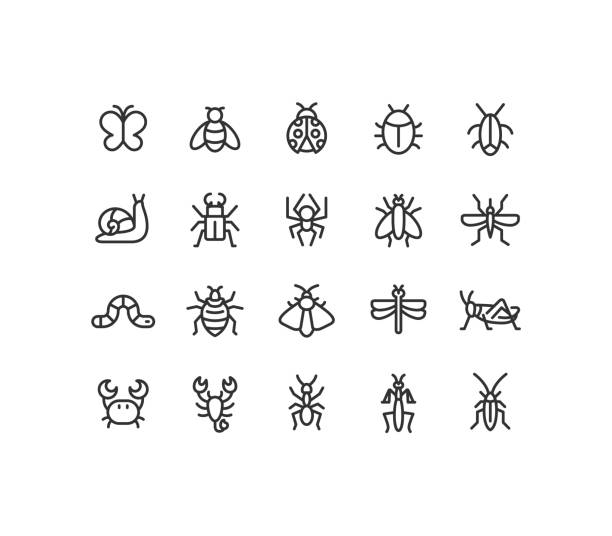 ilustrações, clipart, desenhos animados e ícones de ícones da linha de insetos traçado editável - grasshopper