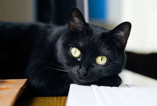 istock Black cat is lying on its side with its front paws stretched out and looking at the camera 1290738735