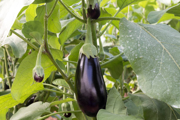 istock semi-long black eggplant on the plant in cultivation 1290739425