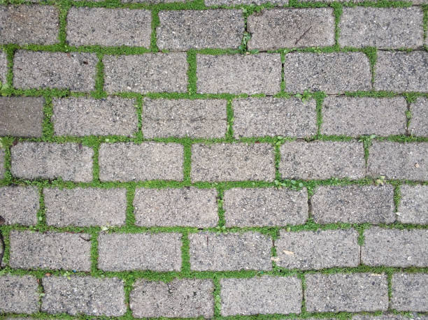 Walkway pavement brick with green grass