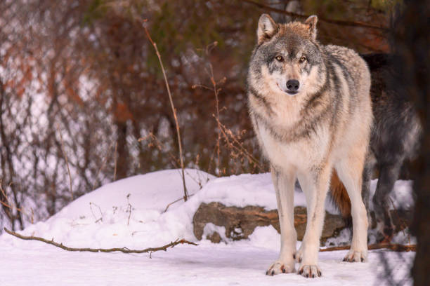 istock Wolf animal in winter 1290739844