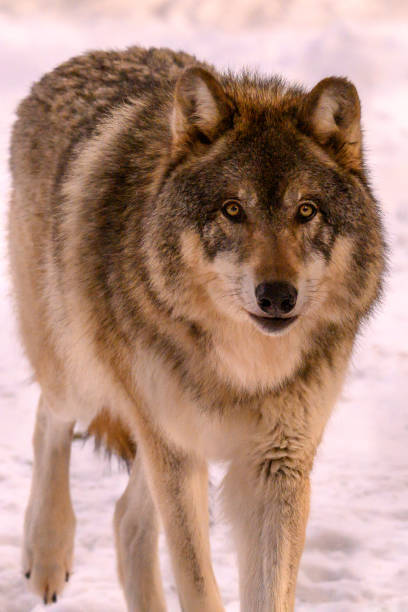 istock Wolf animal in winter 1290739845