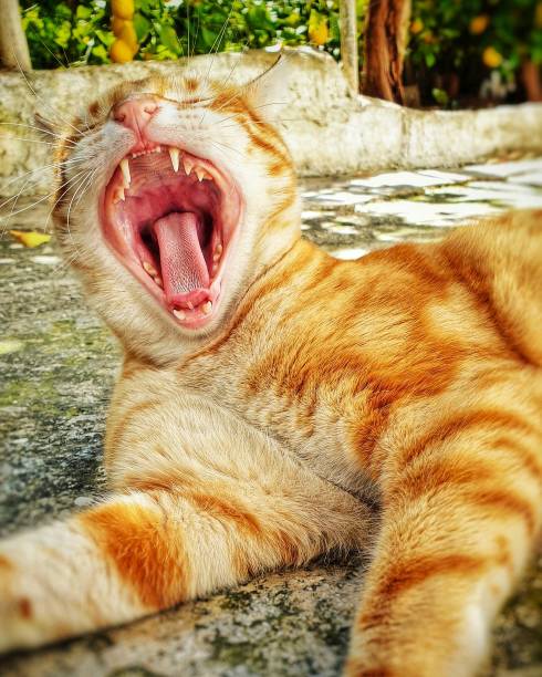 istock Yawn of the Year. 1290742228