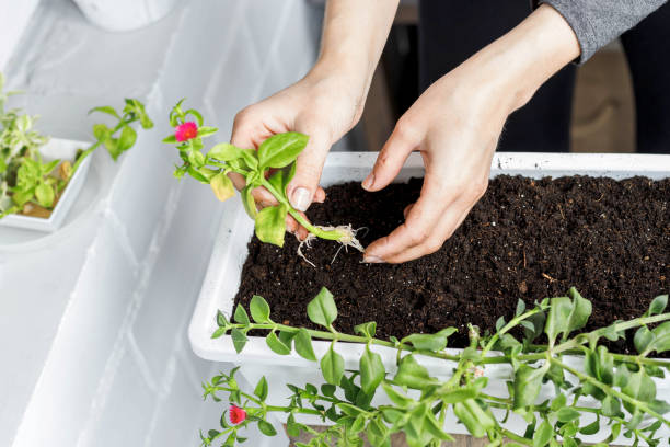 Top view of female hands putting baby aptenia cordifolia with roots and pink flower in white rectangular flower pot. Top view of female hands putting baby aptenia cordifolia with roots and pink flower in white rectangular flower pot. Sun rose plant potting, home gardening heartleaf iceplant aptenia cordifolia stock pictures, royalty-free photos & images