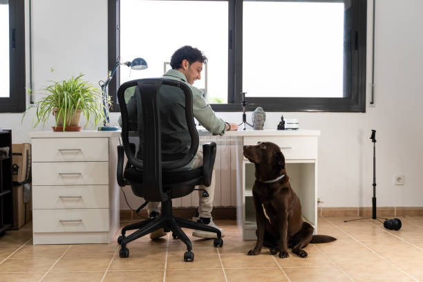 a young man is working from home with his computer in the office and his dog distracts him