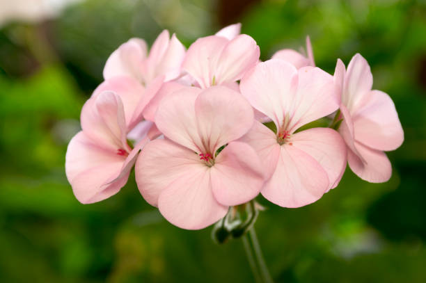 pelargonium zonale cultiva planta ornamental de floración de la maceta, grupo de flores rosadas púrpuras en flor, tallo verde - poppy pink close up cut flowers fotografías e imágenes de stock