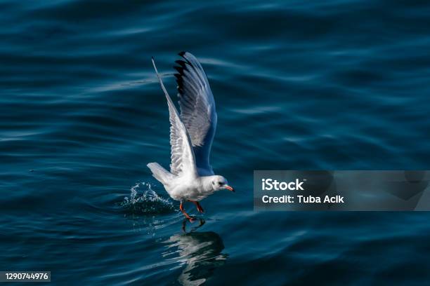 Seagull Flying Above The Sea Stock Photo - Download Image Now - Above, Beach, Bird
