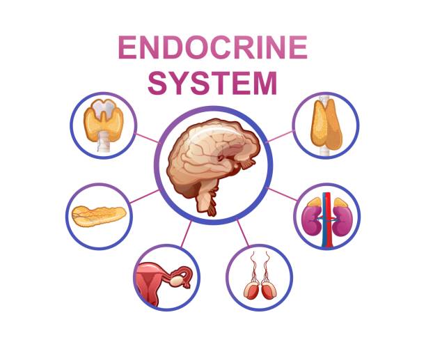 Ilustración de Ilustración Vectorial Del Sistema Endocrino Humano y más  Vectores Libres de Derechos de Sistema endocrino - Sistema endocrino,  Homeostasis, Órganos internos - iStock
