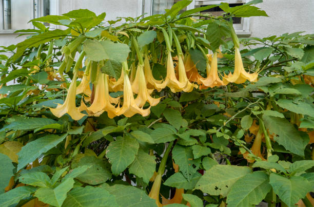 Tatula flower, sometimes called 