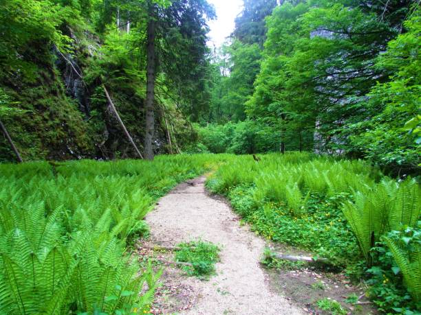 istock Path leading past a plain covered in ferns at Pokljuka gorge, Slovenia 1290748599