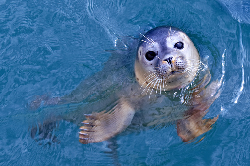 Head of young seal in water, looking at the camera