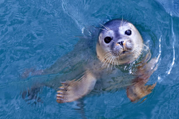 Baby seal Head of young seal in water, looking at the camera aquatic mammal stock pictures, royalty-free photos & images