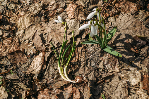 Complete snowdrops with bulb and roots next to the bunch of  snowdrops