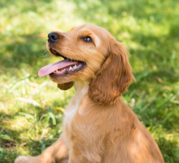 istock Cute Cocker Spaniel Puppy in the grass 1290749666