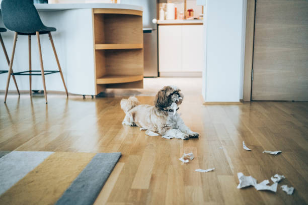 симпатичные ши-тцу собака играет с туалетной бумагой на полу. - dog home interior loneliness destruction стоковые фото и изображения