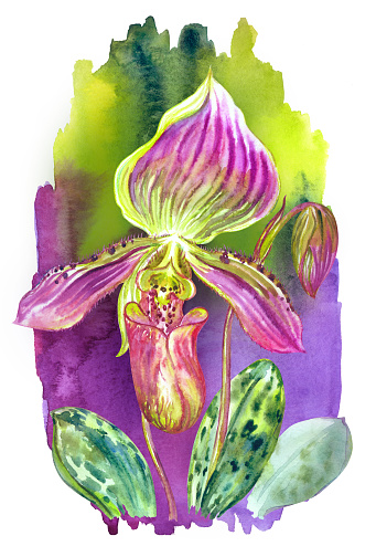 Paphiopedilum callosum orchid, watercolor painting on colorful background, floral print for poster, postcard and other designs.