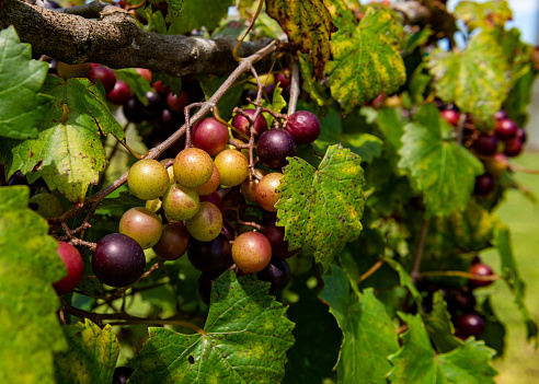 Muscadine grapes growing in southern Florida in a vineyard