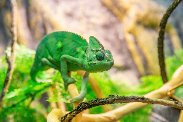 istock Bright Yemeni chameleon in green color 1290753412