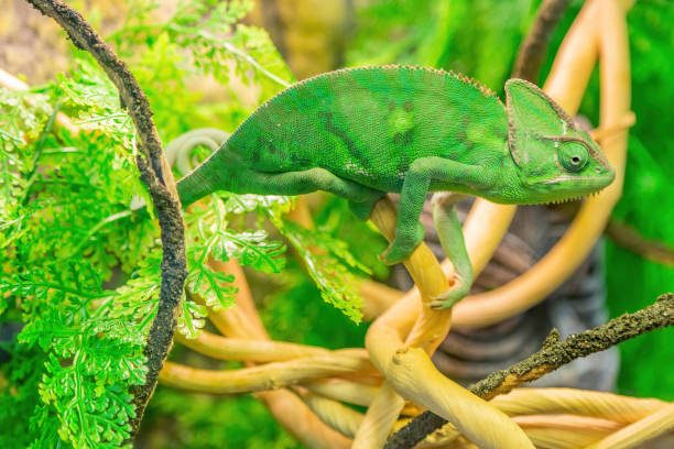 istock Bright Yemeni chameleon in green color 1290753413