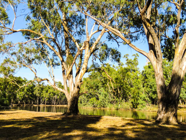 istock Barmah National Park, Victoria, Australia 1290754059