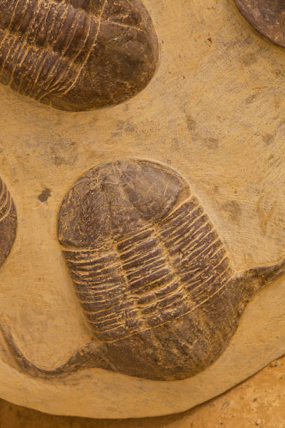 istock Fossils of trilobite on rock background. 1290755887