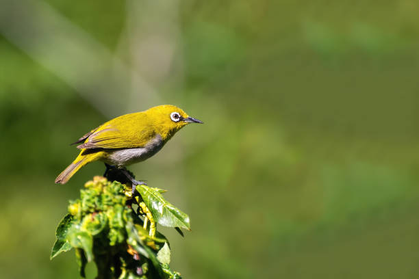 istock Oriental White-eye or Indian white-eye (Zosterops palpebrosus) 1290756980