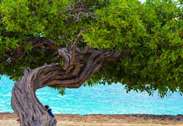 Divi Tree Icon 910+ Divi Tree Stock Photos, Pictures & Royalty-Free Images - iStock